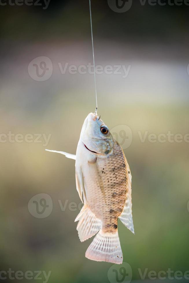 Nile tilapia fish hanging on hook photo