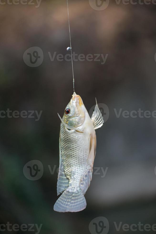 Nile tilapia fish hanging on hook photo
