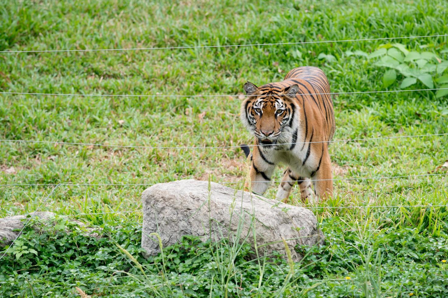 tigre de bengala caminando cerca de un cable eléctrico foto