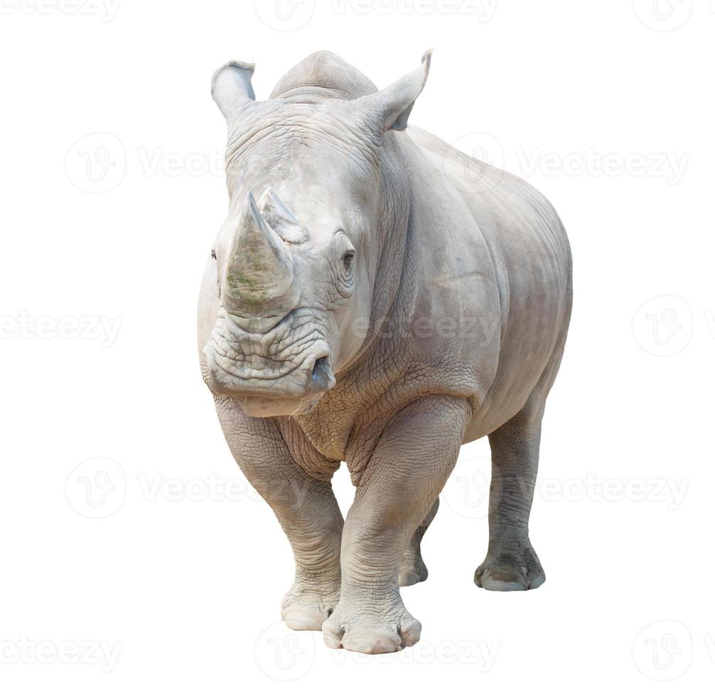 white rhinoceros isolated photo