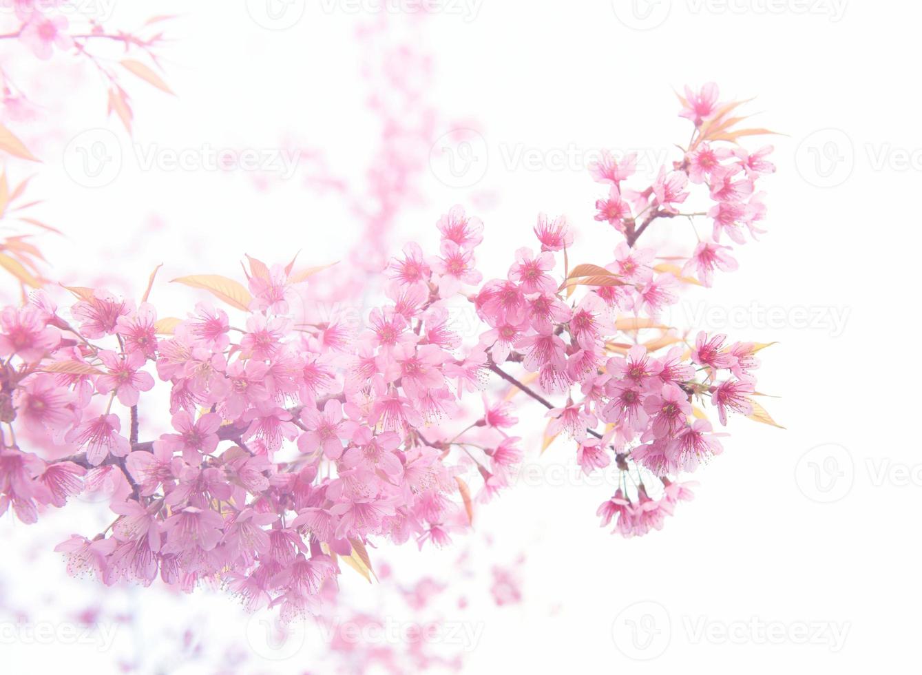 beautiful wild himalayan cherry flower photo