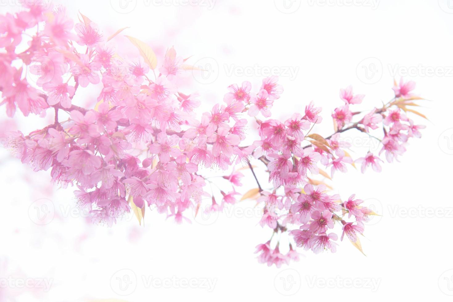 beautiful wild himalayan cherry flower photo