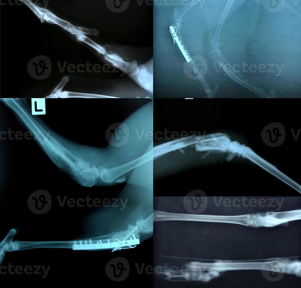 imagen de rayos x del esqueleto animal foto