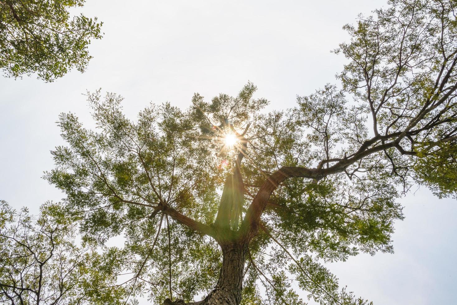 vista inferior a la rama de la copa de un árbol enorme en el bosque de la selva. mira debajo del árbol. medio ambiente y naturaleza de fondo foto