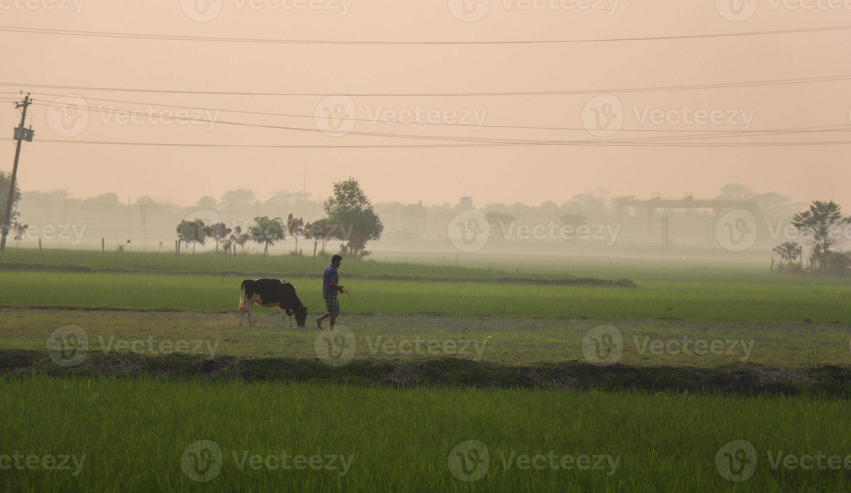 hombre con una vaca en una fotografía de tiempo de amanecer greenfield. un hombre montando un ganado en una zona rural. campo de arroz verde al amanecer o al atardecer con ganado montado por un granjero. vista del pueblo con niebla densa. foto