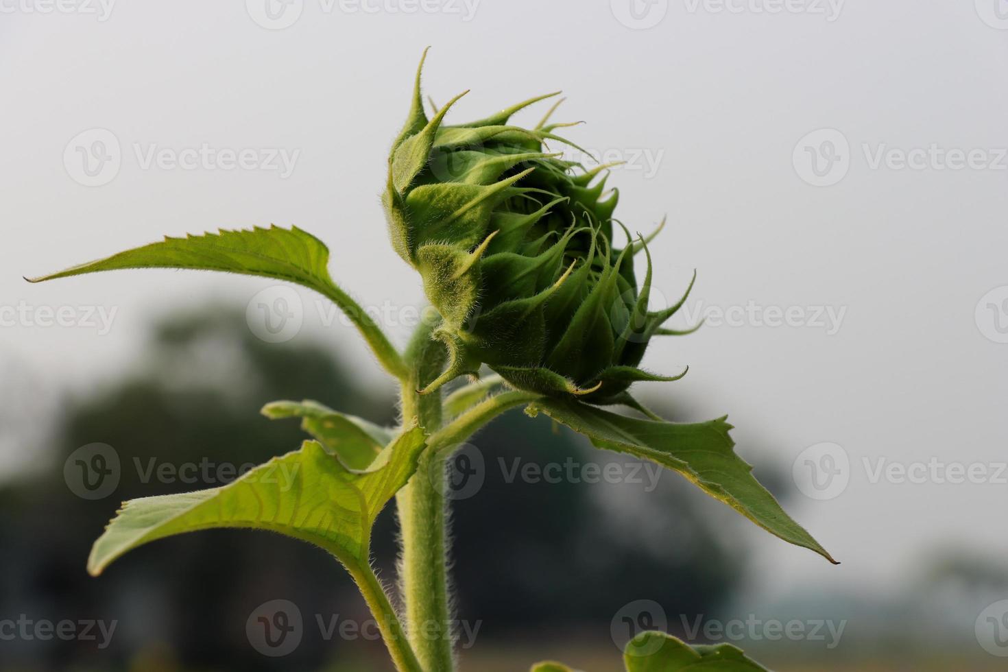 Primer plano de brote de girasol verde en un día soleado. capullo de girasol con hojas verdes y primer plano de pelo fino. hermoso brote de girasol verde sobre un fondo borroso. concepto de floración de flores de verano. foto