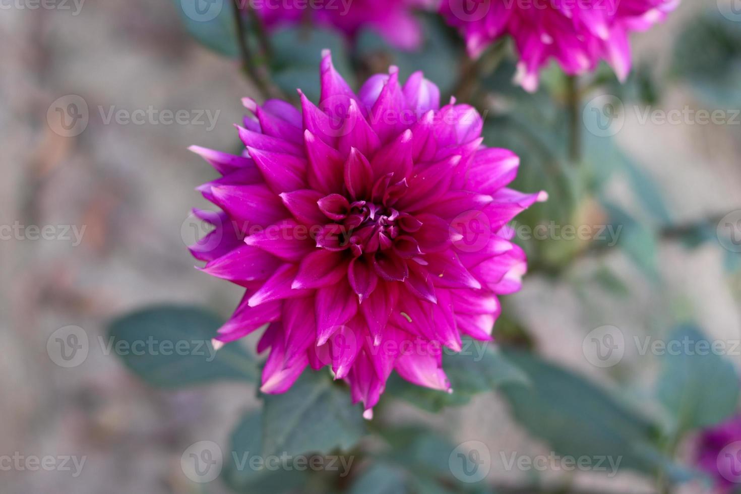 hermosa flor de dahlia con un primer plano sobre un fondo verde natural. fotografía de flor de dalia púrpura en un día soleado. flor de dalia única en un jardín con un fondo borroso. foto