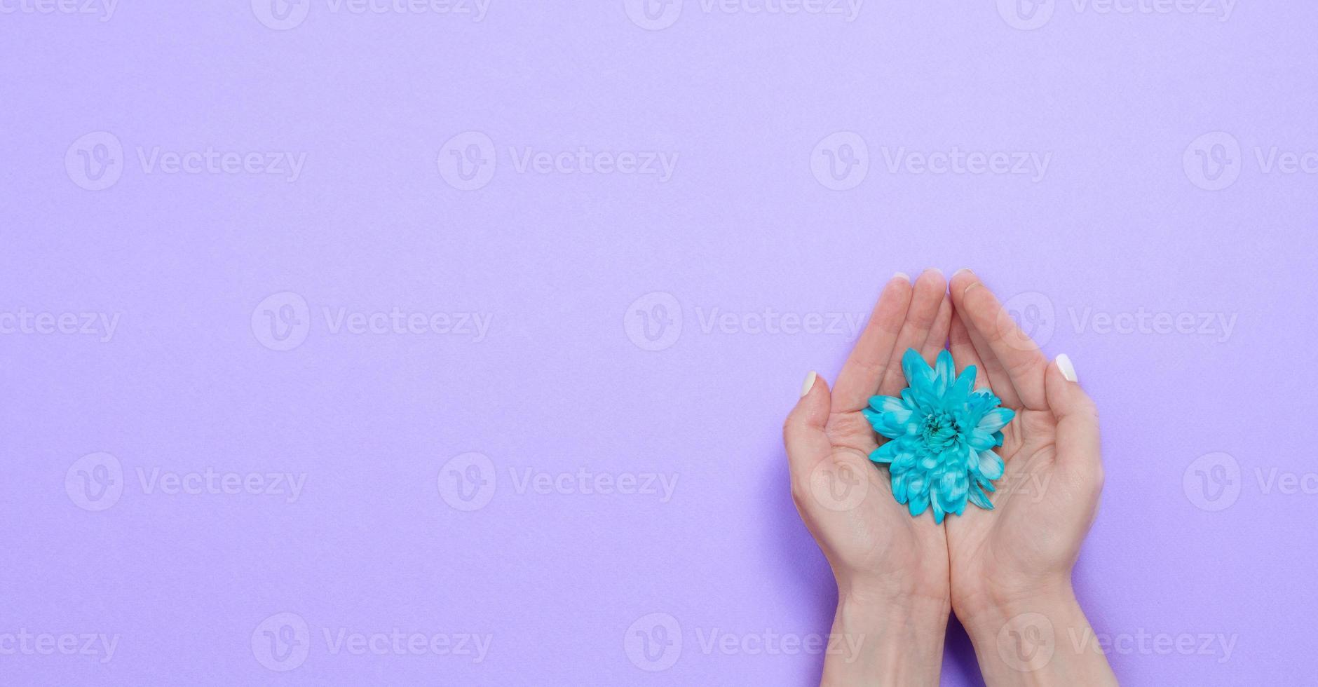 Summer flowers composition with girl hand isolated. Save environment concept. Mother and women day. Valentine holidays concept. Top view and copy space. Blank template, mock up. Flower season. Banner photo