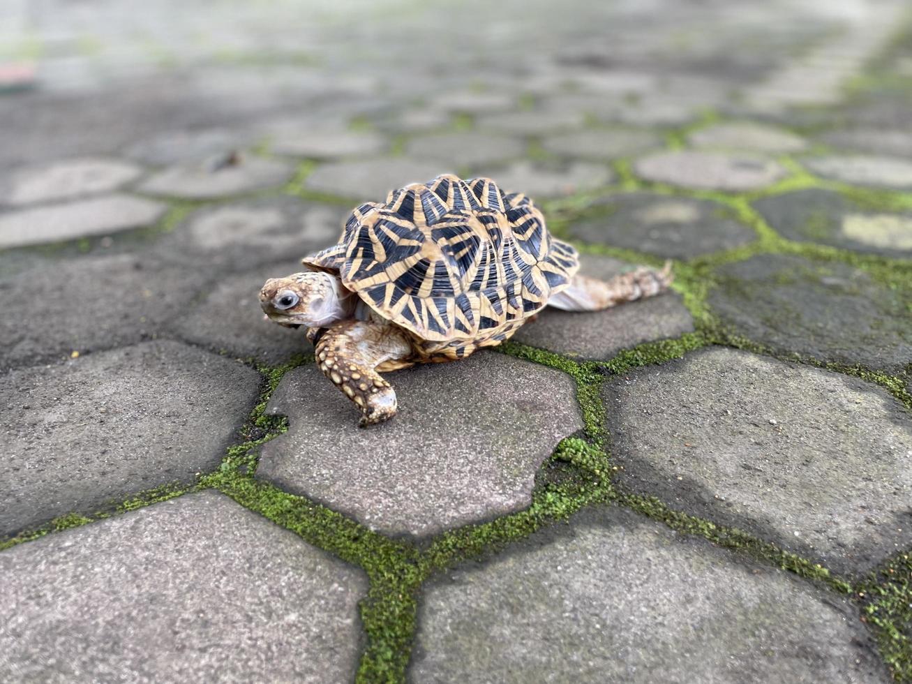 Indian star are very rare reptiles, these animals are also classified as ancient animals because they can be hundreds of years old. The tortoise, which can only live on land, can't live in water. photo