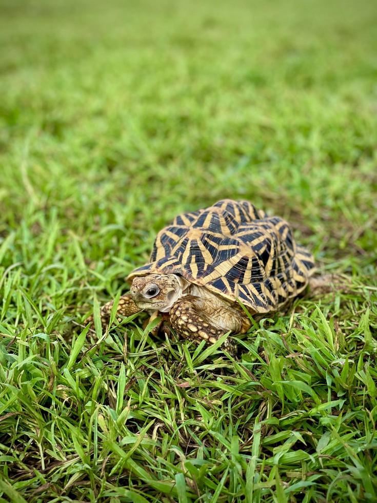 Indian star are very rare reptiles, these animals are also classified as ancient animals because they can be hundreds of years old. The tortoise, which can only live on land, can't live in water. photo