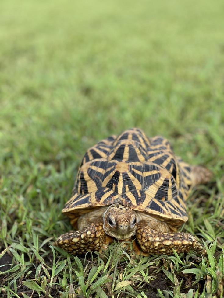 estrella india son reptiles muy raros, estos animales también se clasifican como animales antiguos porque pueden tener cientos de años. la tortuga, que solo puede vivir en la tierra, no puede vivir en el agua. foto