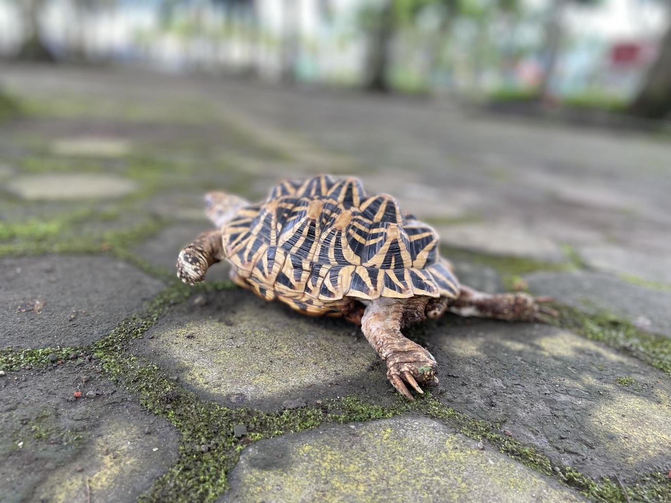 estrella india son reptiles muy raros, estos animales también se clasifican como animales antiguos porque pueden tener cientos de años. la tortuga, que solo puede vivir en la tierra, no puede vivir en el agua. foto