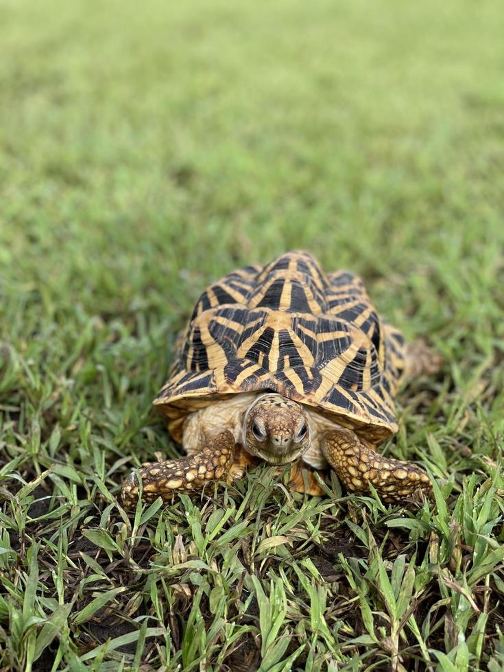 estrella india son reptiles muy raros, estos animales también se clasifican como animales antiguos porque pueden tener cientos de años. la tortuga, que solo puede vivir en la tierra, no puede vivir en el agua. foto