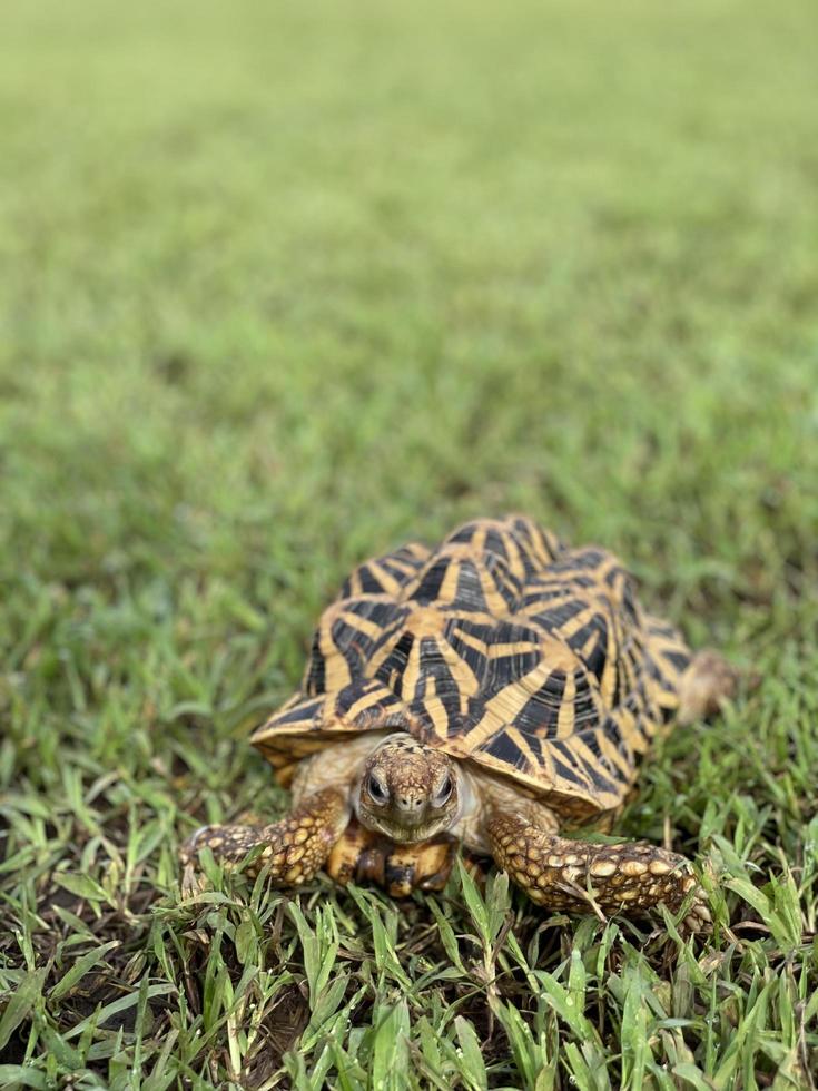 Indian star are very rare reptiles, these animals are also classified as ancient animals because they can be hundreds of years old. The tortoise, which can only live on land, can't live in water. photo