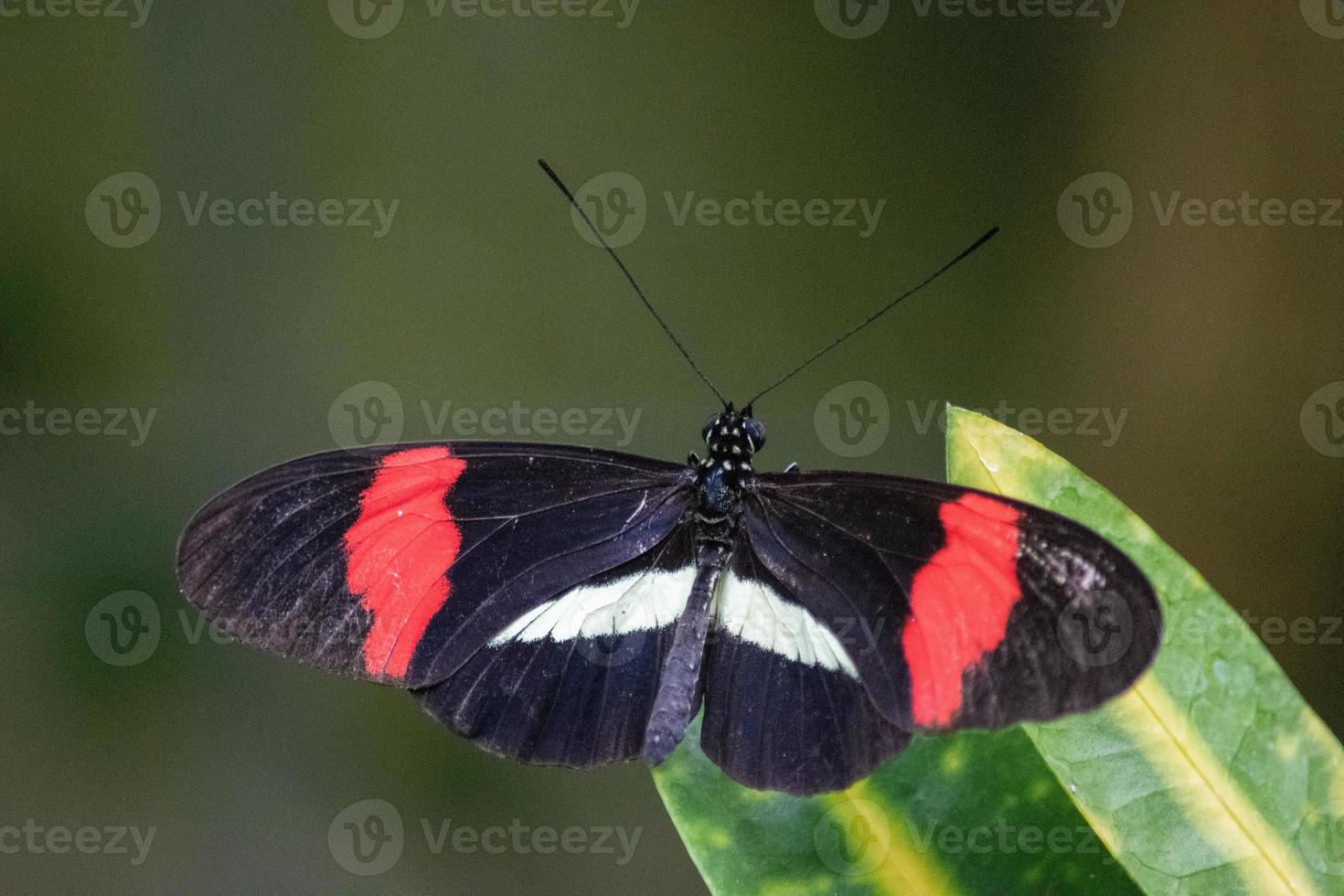 Heliconius melpomene, the postman butterfly, common postman or simply postman, is a brightly colored butterfly. photo