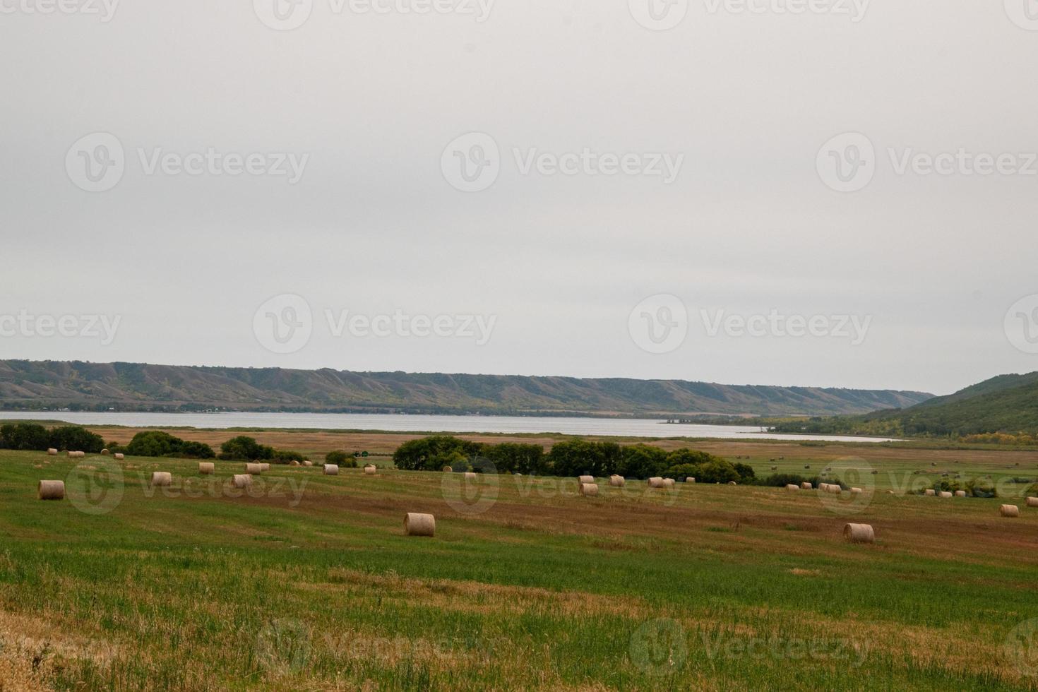 heno fresco recién embalado todavía en el campo foto