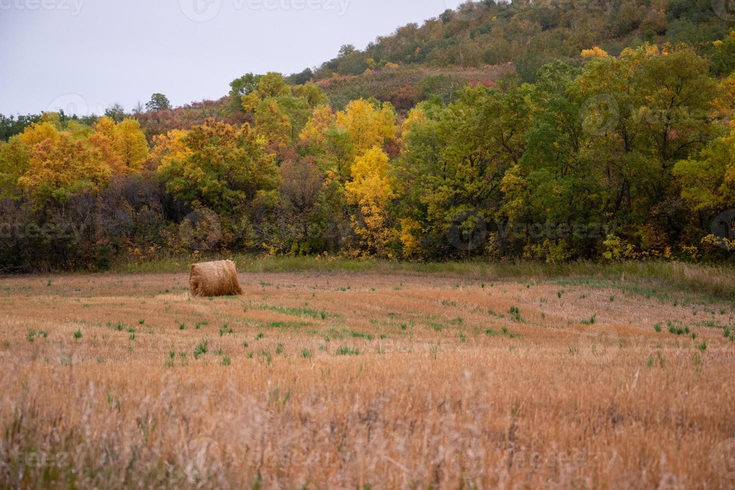 Fresh hay newly baled still in the field photo