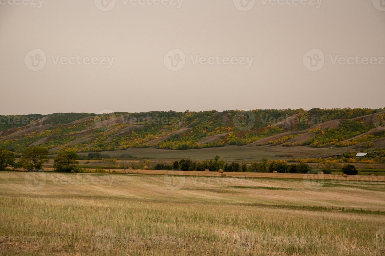 Fresh hay newly baled still in the field photo