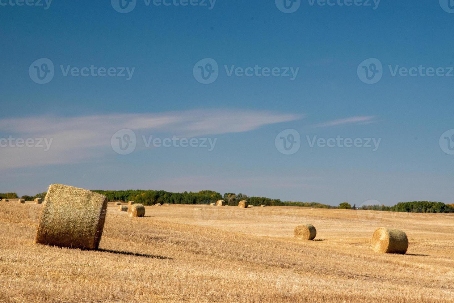 Newly harvested fields in the rural municipality of MacNutt, Saskatchewan, September 16, 2020. photo