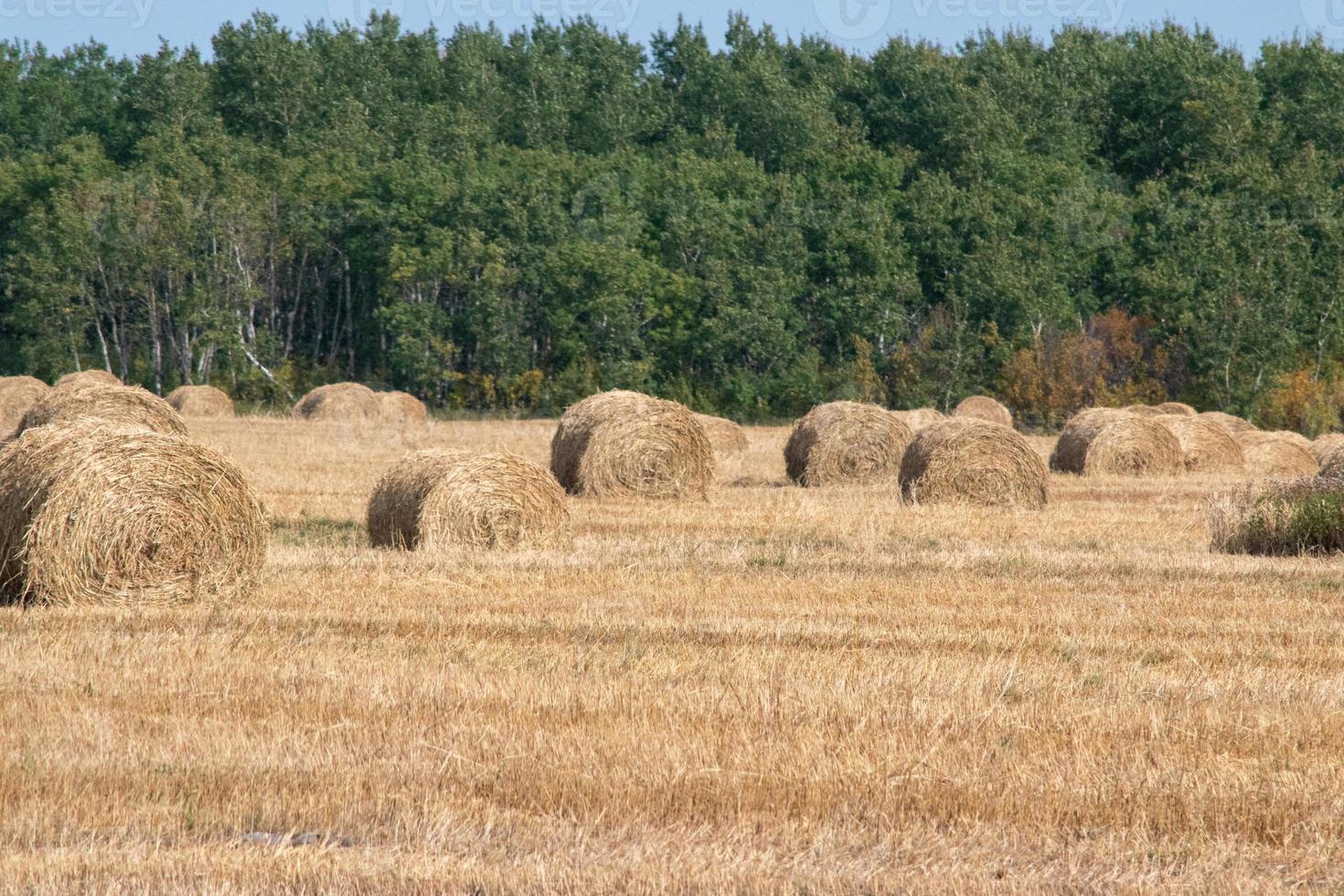 Hay Bales after fall harvest on the Canadian Prairies. photo