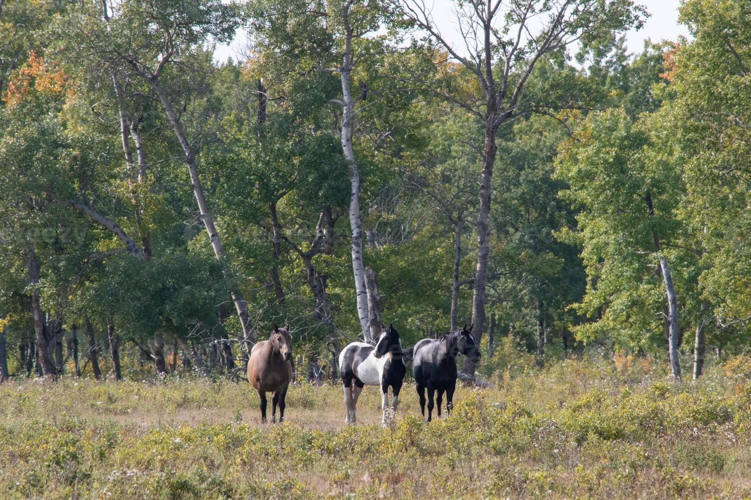 caballos a pastar en las zonas rurales de saskatchewan, canadá foto