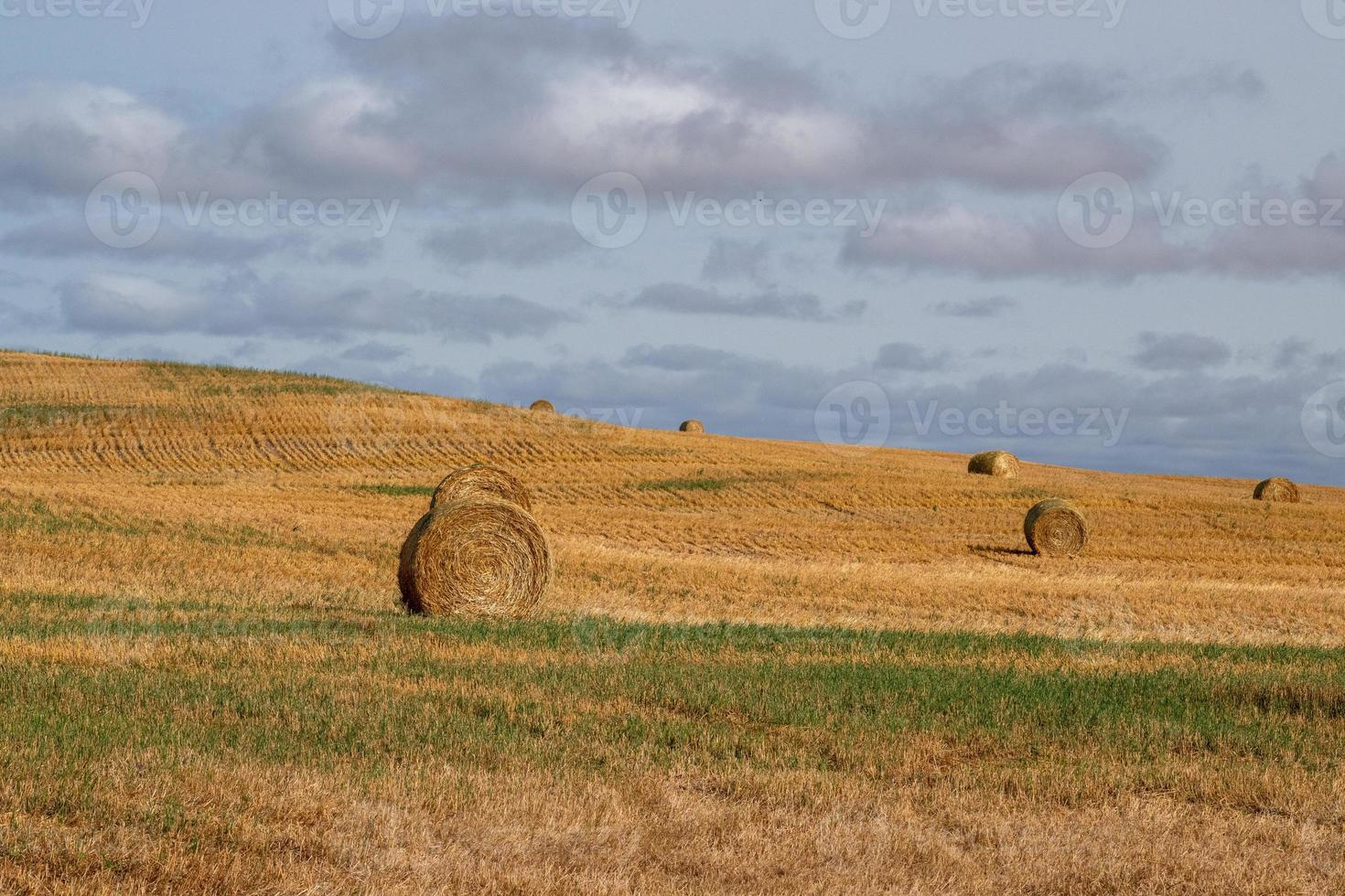 Hay Bales after fall harvest on the Canadian Prairies. photo