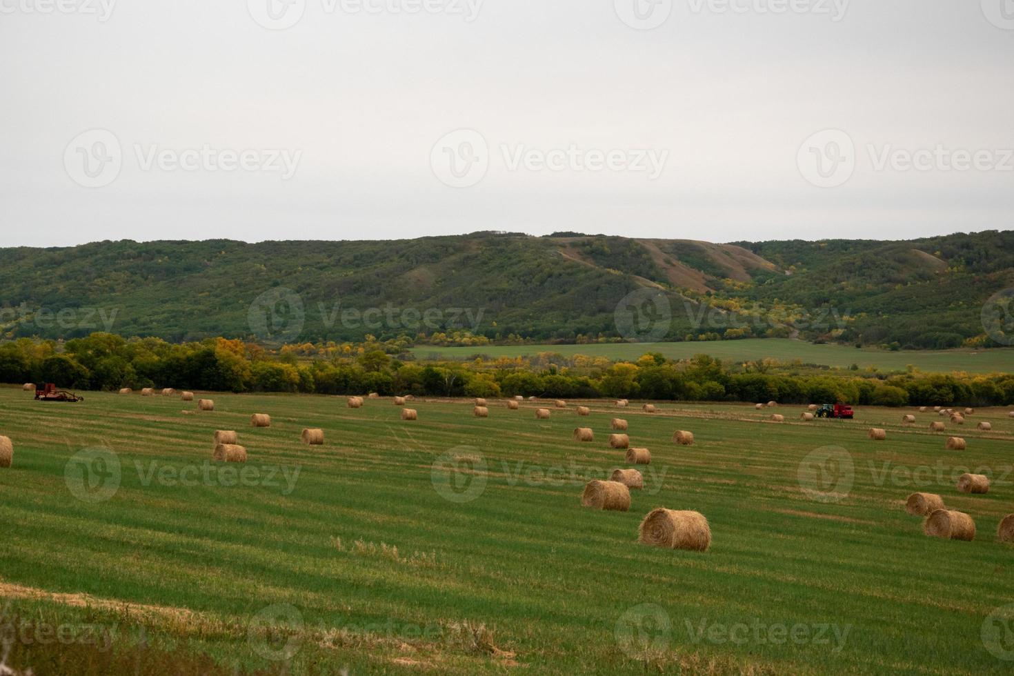 heno fresco recién embalado todavía en el campo foto