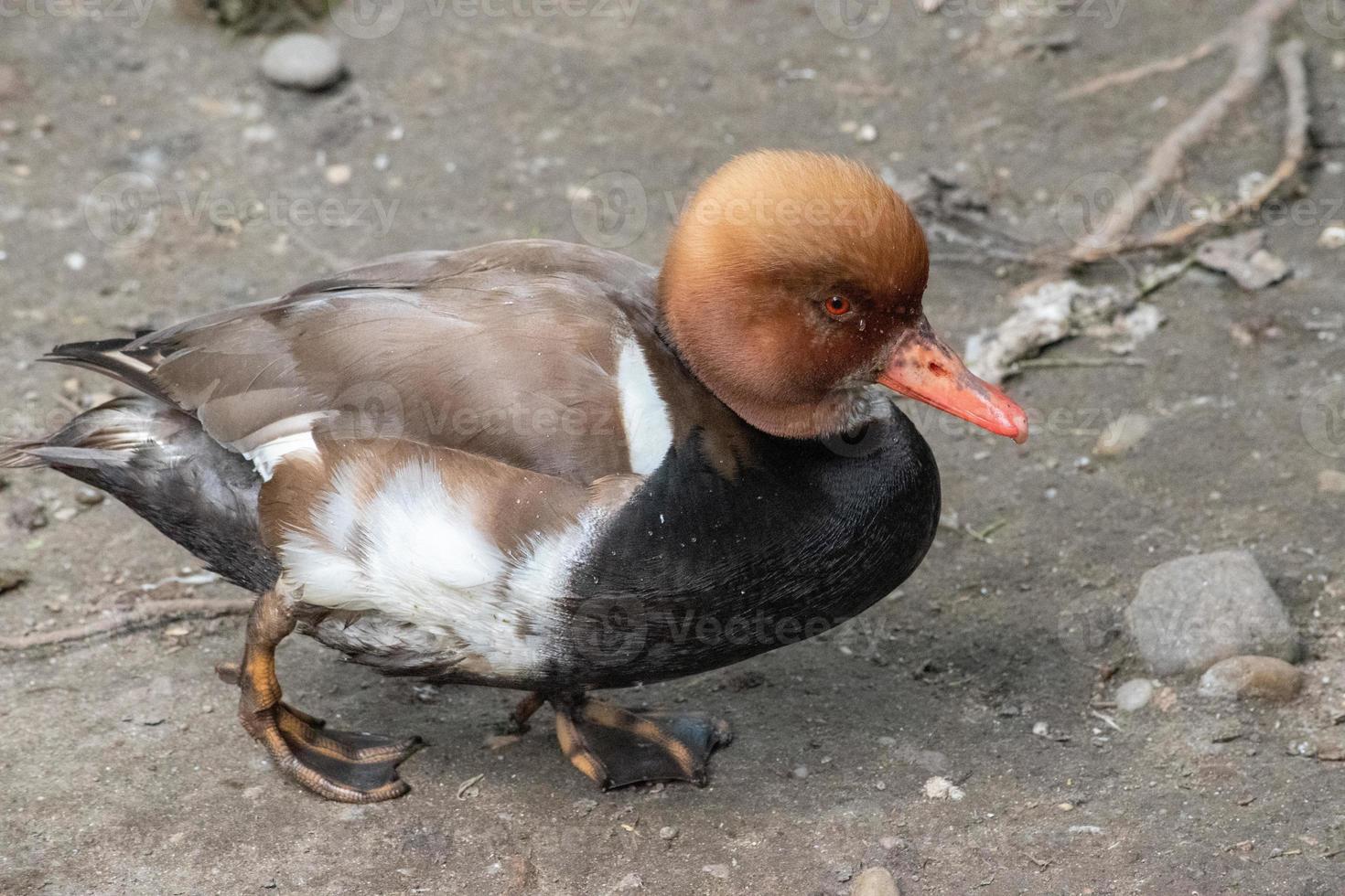 El porrón de cresta roja macho eclipse, netta rufina, es un pato buceador que se encuentra en lagos y embalses más grandes de Europa y Asia. foto