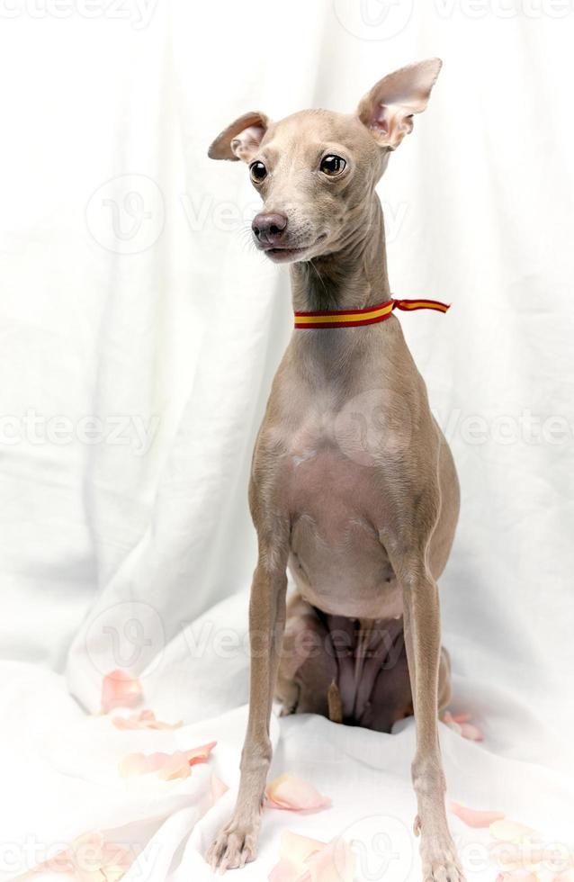 Portrait of Pure breed Italian greyhound dog with roses photo