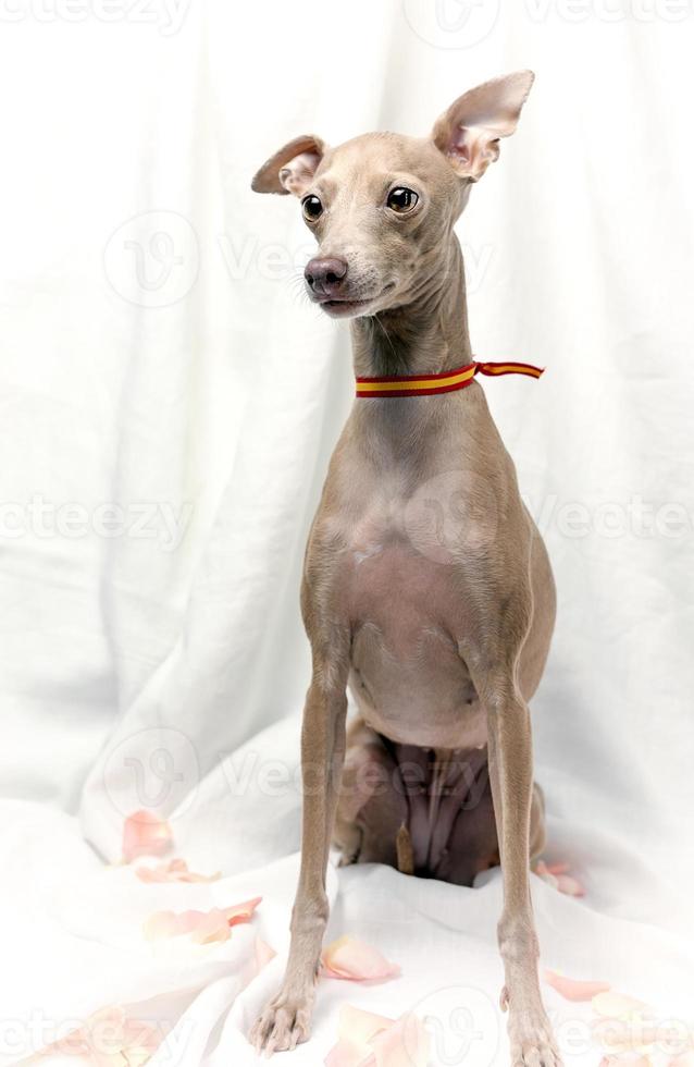 retrato de perro galgo italiano de pura raza con rosas foto