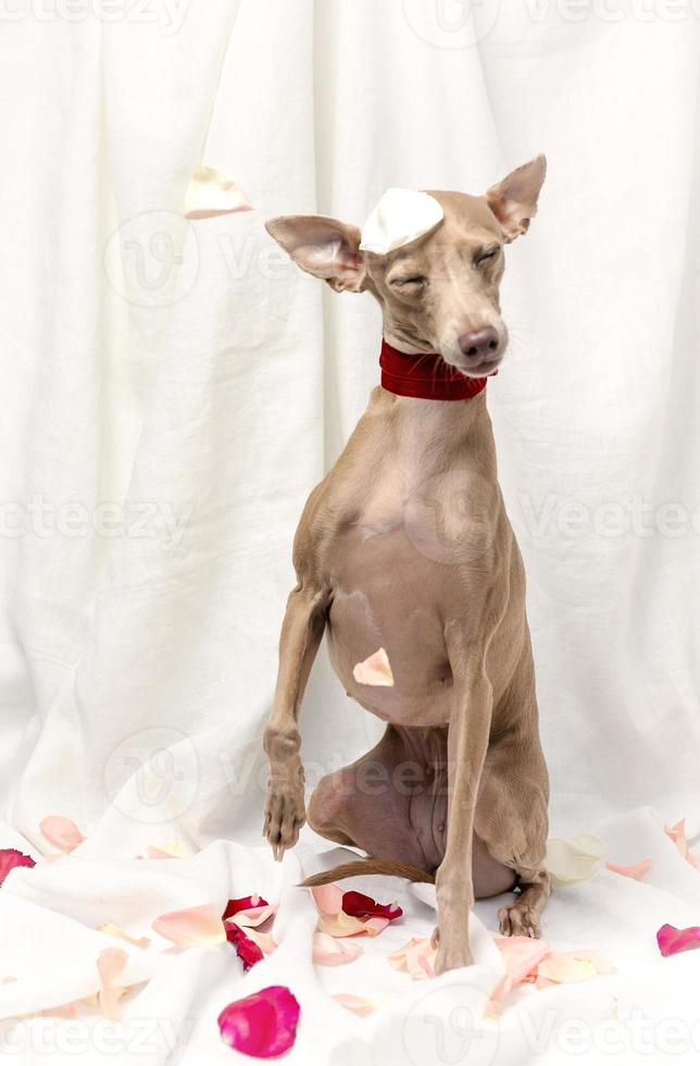 Portrait of Pure breed Italian greyhound dog with roses photo