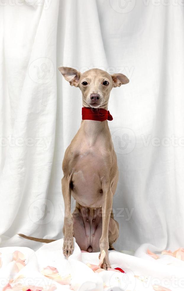 Portrait of Pure breed Italian greyhound dog with roses photo