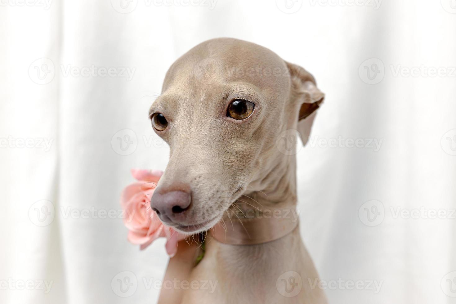 Portrait of Pure breed Italian greyhound dog with roses photo