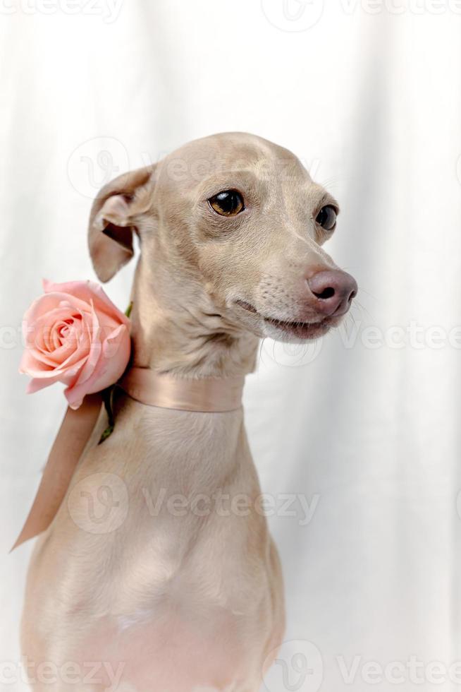 Portrait of Pure breed Italian greyhound dog with roses photo