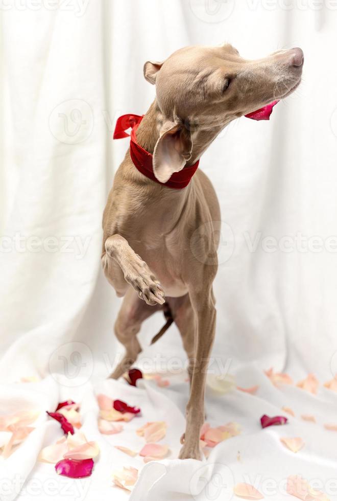 Portrait of Pure breed Italian greyhound dog with roses photo