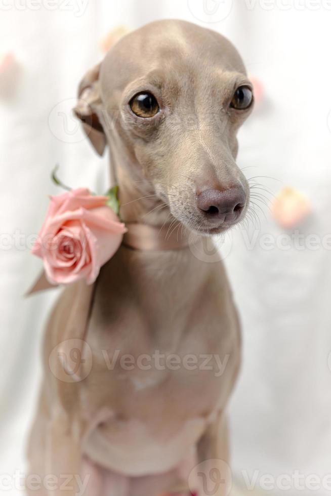 Portrait of Pure breed Italian greyhound dog with roses photo