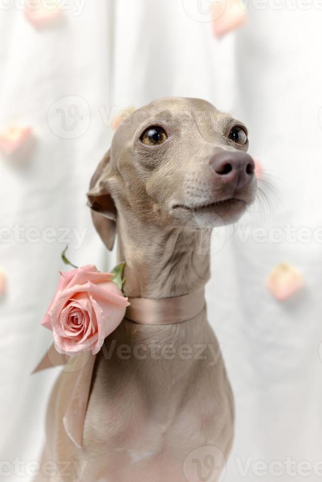 Portrait of Pure breed Italian greyhound dog with roses photo