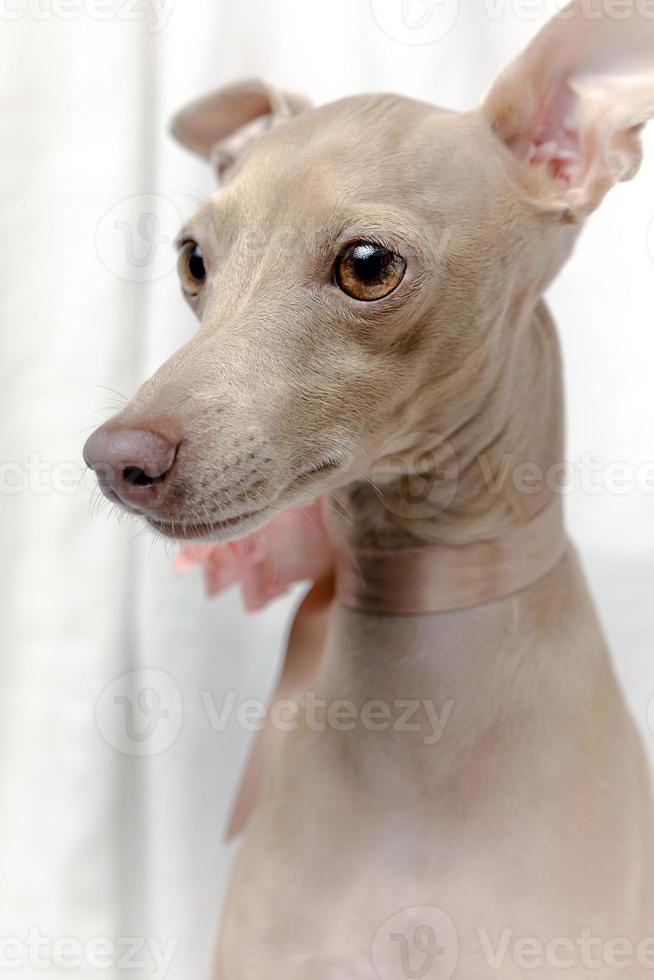 Portrait of Pure breed Italian greyhound dog with roses photo