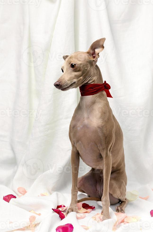 Portrait of Pure breed Italian greyhound dog with roses photo