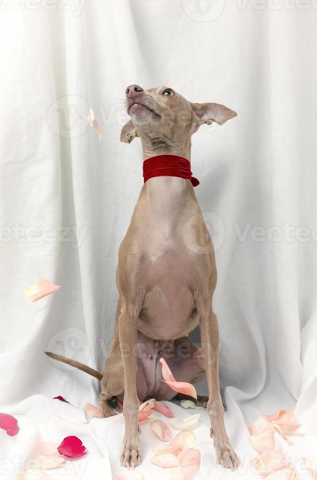 Portrait of Pure breed Italian greyhound dog with roses photo