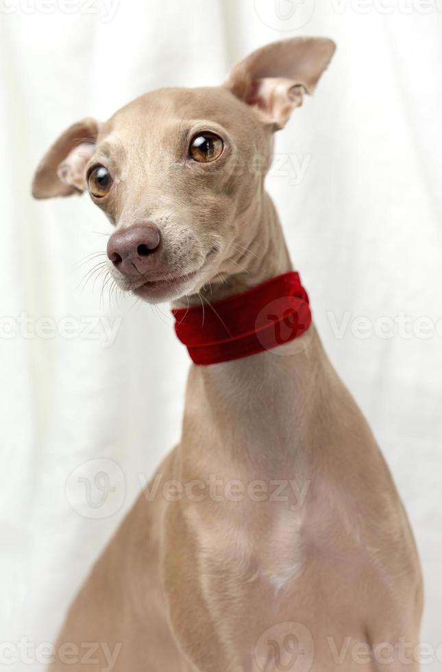 Portrait of Pure breed Italian greyhound dog with roses photo