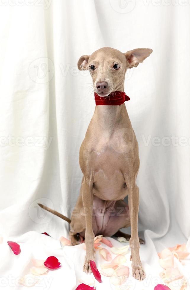 Portrait of Pure breed Italian greyhound dog with roses photo