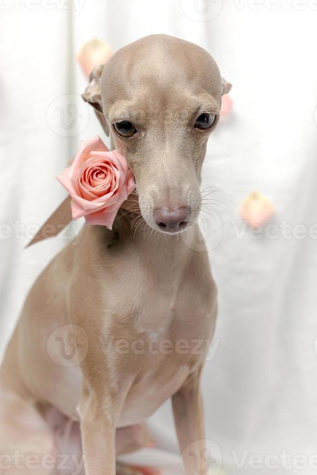 retrato de perro galgo italiano de pura raza con rosas foto