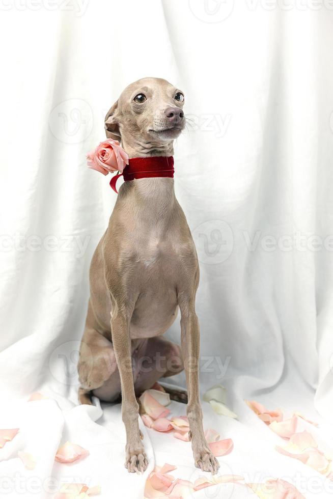Portrait of Pure breed Italian greyhound dog with roses photo