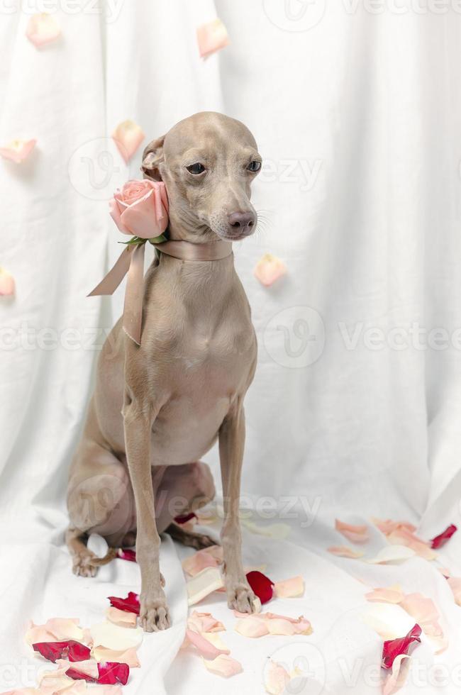 Portrait of Pure breed Italian greyhound dog with roses photo