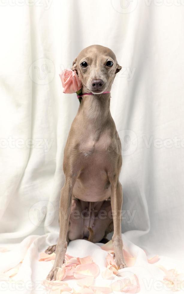 Portrait of Pure breed Italian greyhound dog with roses photo