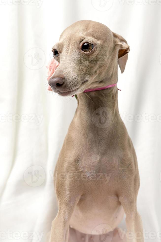 Portrait of Pure breed Italian greyhound dog with roses photo