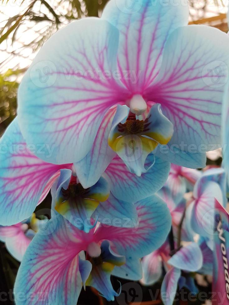 flor de orquídea cultivada en invernadero foto