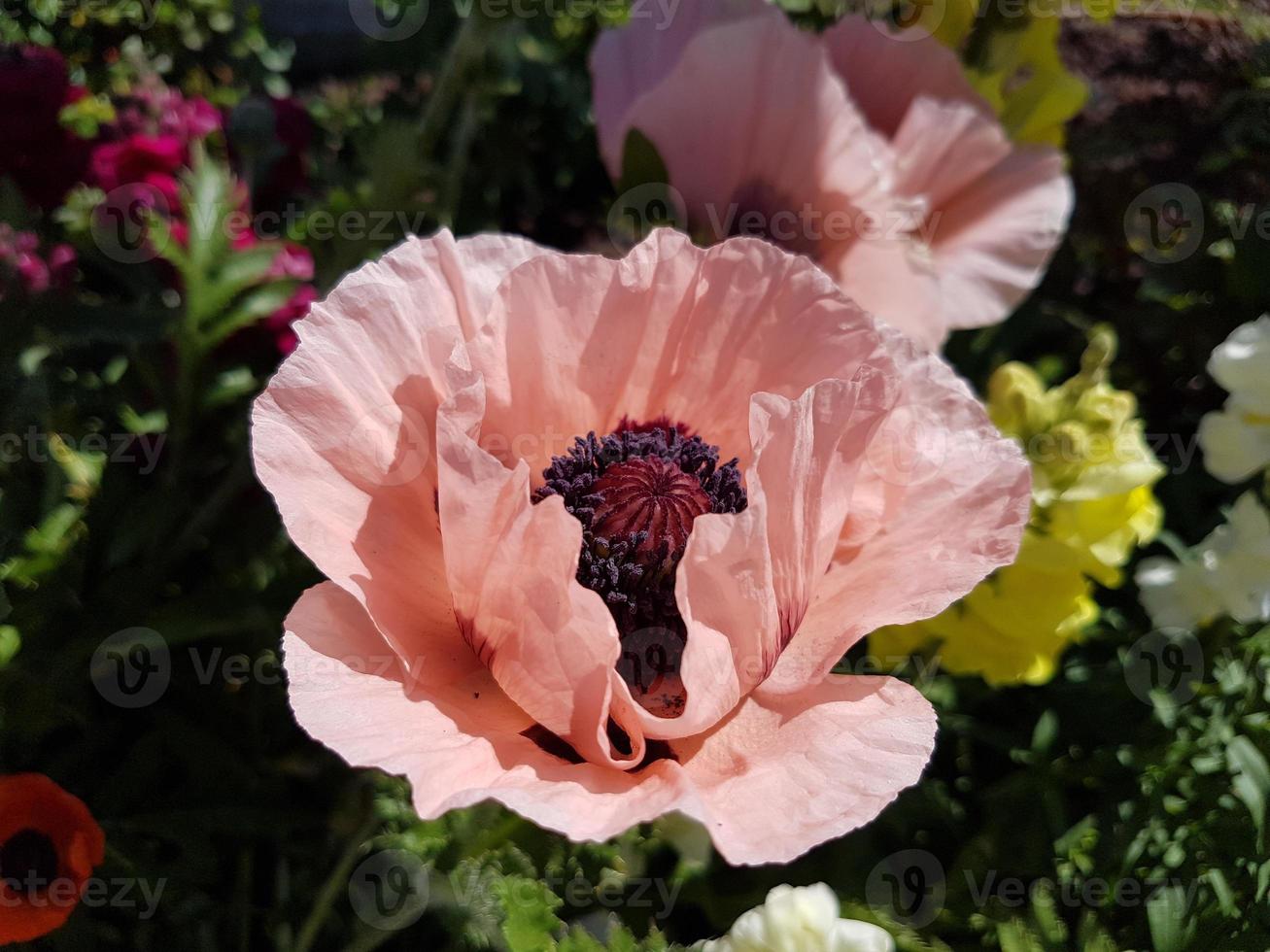 big pink poppy in an urban garden photo