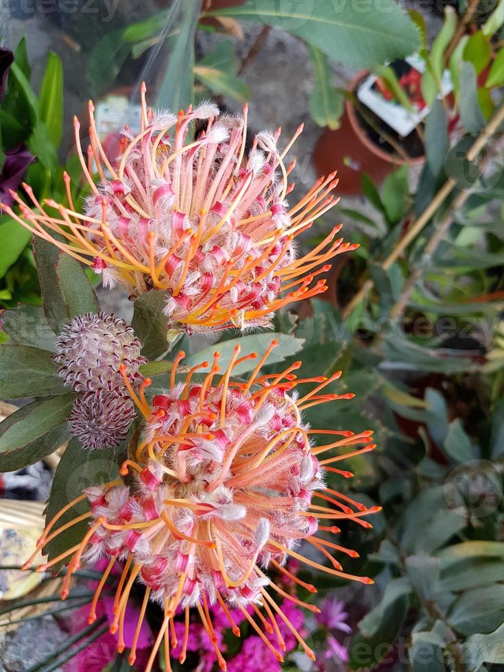 protea typical flower of the island of madeira photo